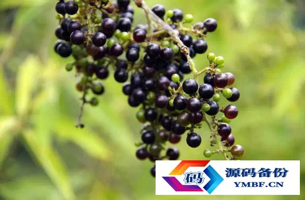 大理漾濞核桃（云南漾濞核桃）-第2张图片