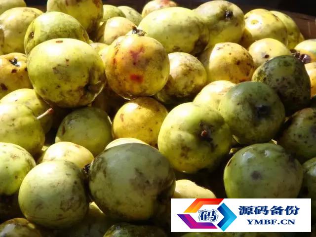 大理漾濞核桃（云南漾濞核桃）-第3张图片