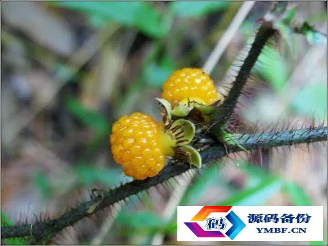 大理漾濞核桃（云南漾濞核桃）-第6张图片