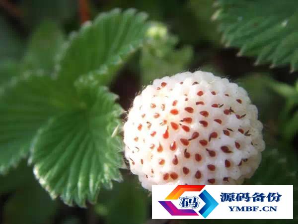 大理漾濞核桃（云南漾濞核桃）-第10张图片