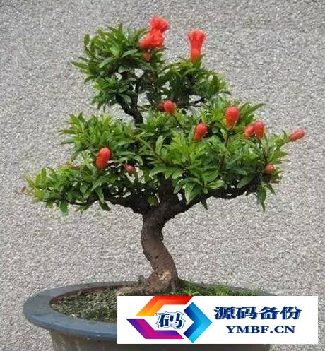 枣庄石榴树出售基地电话（山东枣庄石榴盆景基地）-第1张图片