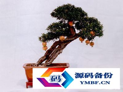 枣庄石榴树出售基地电话（山东枣庄石榴盆景基地）-第4张图片