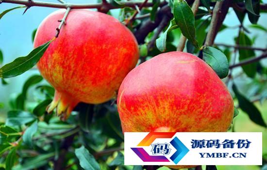 枣庄石榴树出售基地电话（山东枣庄石榴盆景基地）-第5张图片