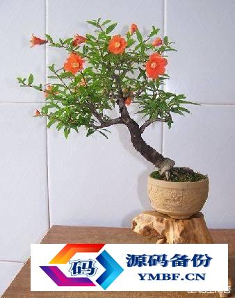 枣庄石榴树出售基地电话（山东枣庄石榴盆景基地）-第6张图片