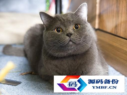 宠物猫品种和价格图片（品种猫图片及价格）-第2张图片