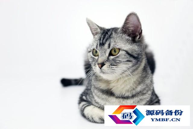 宠物猫品种和价格图片（品种猫图片及价格）-第3张图片