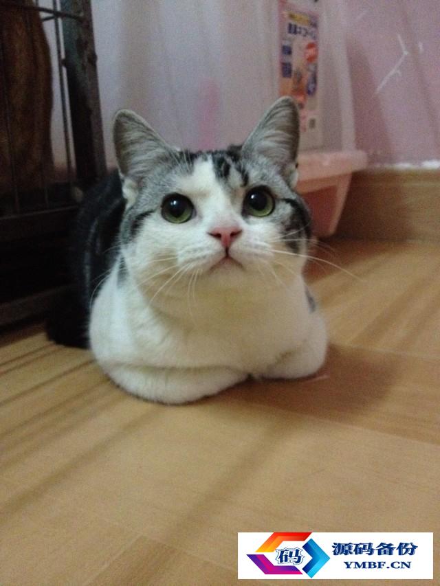 宠物猫品种和价格图片（品种猫图片及价格）-第4张图片