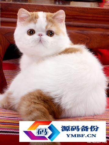 宠物猫品种和价格图片（品种猫图片及价格）-第6张图片
