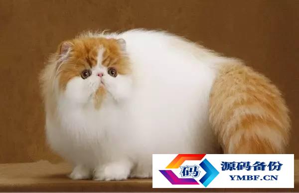 宠物猫品种和价格图片（品种猫图片及价格）-第7张图片
