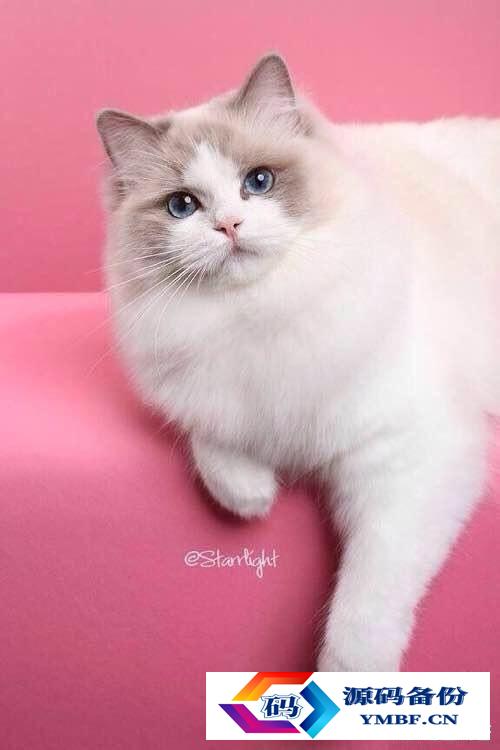 宠物猫品种和价格图片（品种猫图片及价格）-第8张图片