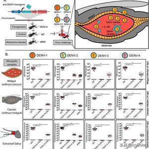 登革热病毒的传播途径（在流感流行季节预防流感最有效的措施是）