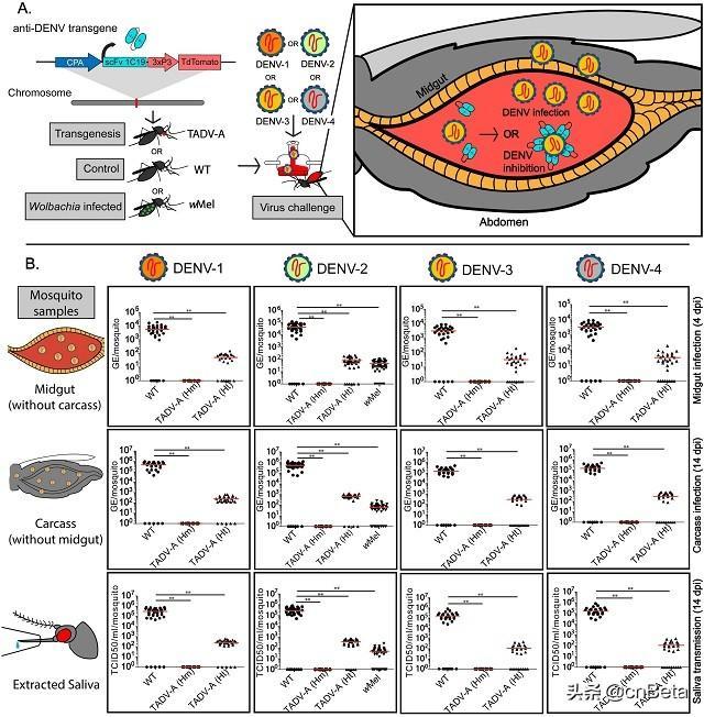 登革热病毒的传播途径（在流感流行季节预防流感最有效的措施是）-第1张图片